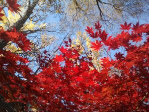 Photograph: looking up through the brilliant red leaves of a Japanese maple against a clear blue sky.